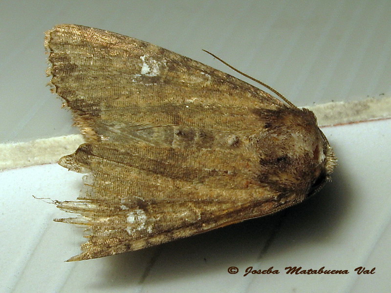 Xestia xanthographa? No, Mesapamea sp., Noctuidae